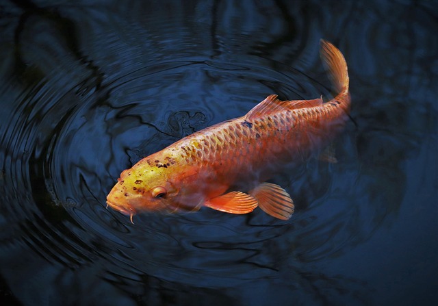 Comment éclaircir l'eau d'un bassin à poissons naturellement ?