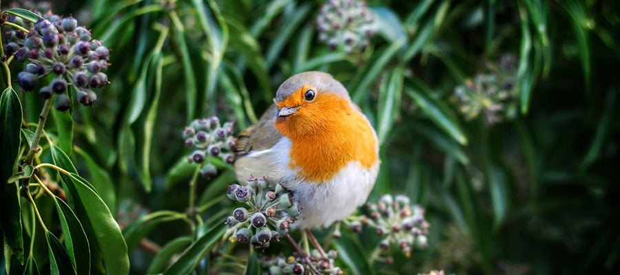 Attirer les oiseaux sauvages au jardin