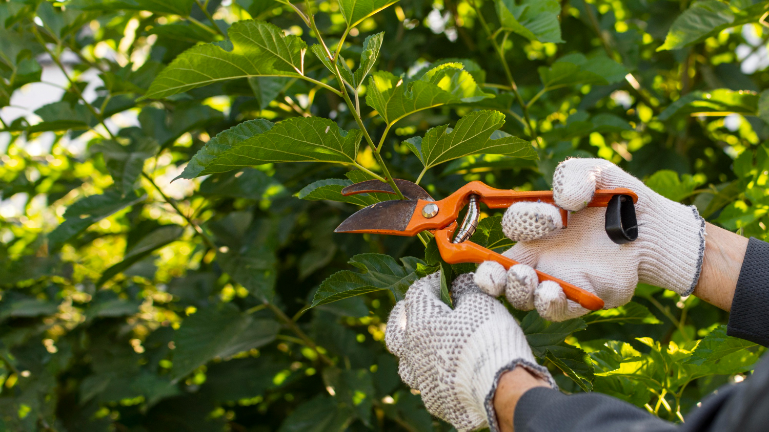 Techniques pour Entretenir Vos Arbustes et Arbres