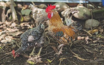 Installer un poulailler dans votre jardin