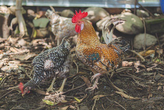 Installer un poulailler dans votre jardin
