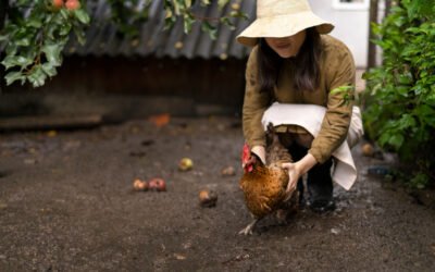 Aménager sa basse-cour : Construction et conseils pour un élevage au jardin