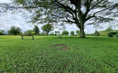 L’élagage des arbres de grande taille