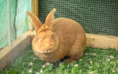 Aménager un espace sécurisé pour votre lapin dans le jardin