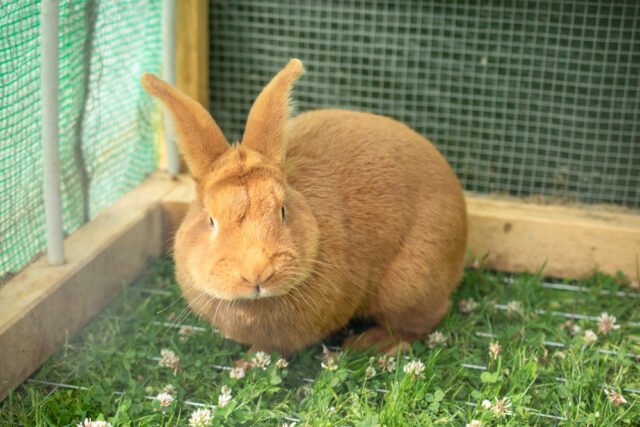 Aménager un espace sécurisé pour votre lapin dans le jardin