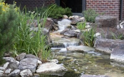 Bassin jardin robuste pour un extérieur durable