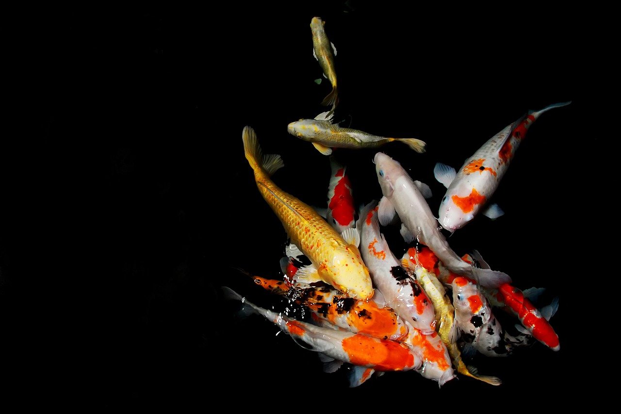 découvrez comment obtenir une eau cristalline dans votre bassin à carpes koi pour un environnement sain et esthétique.