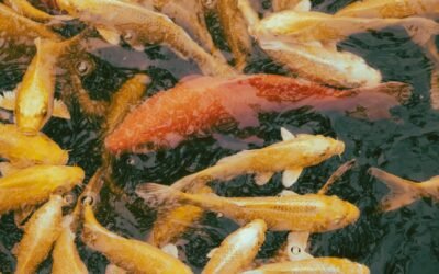 découvrez comment créer un bassin à koi avec une eau cristalline pour un jardin paisible et élégant.