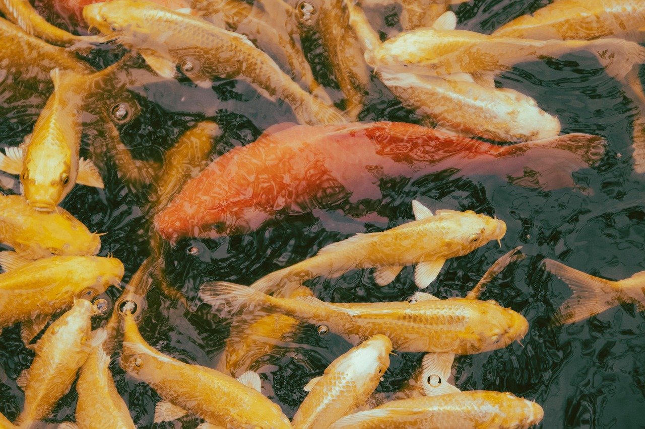 découvrez comment créer un bassin à koi avec une eau cristalline pour un jardin paisible et élégant.