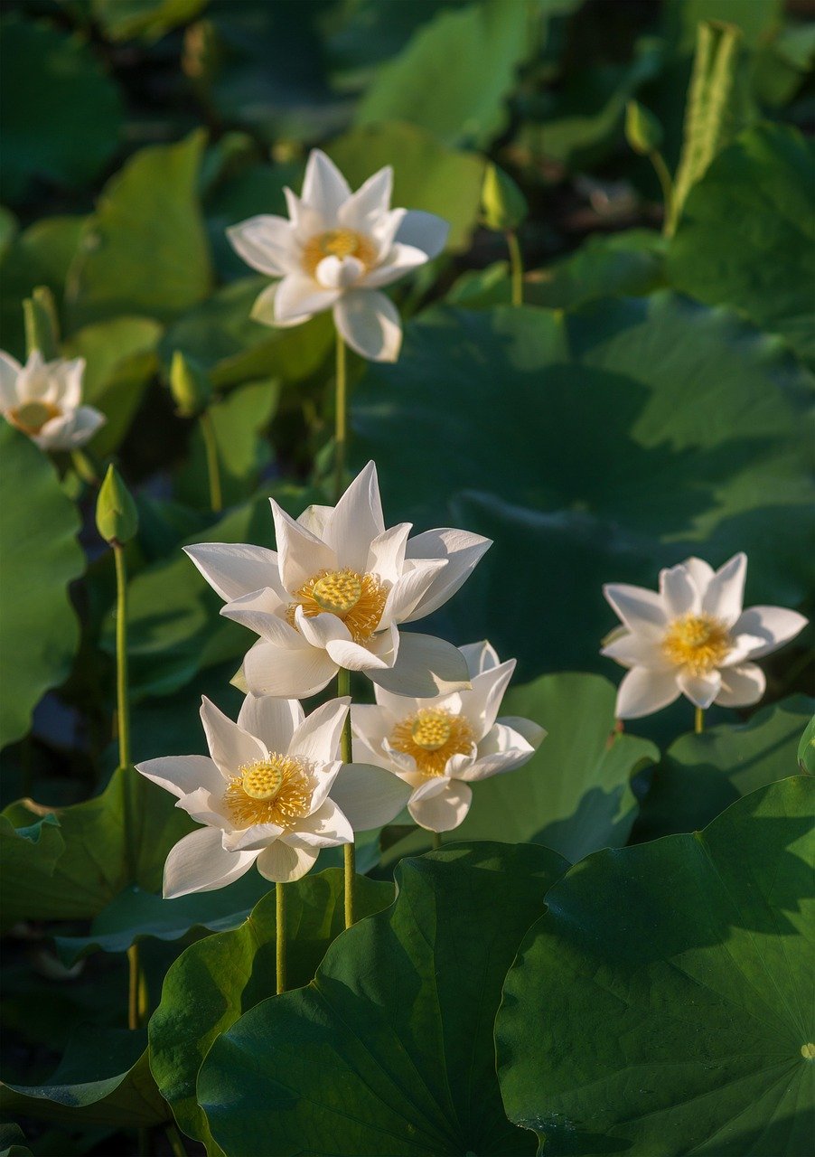découvrez notre sélection de plantes aquatiques parfaites pour embellir et équilibrer votre étang, favorisant un écosystème sain et naturel.