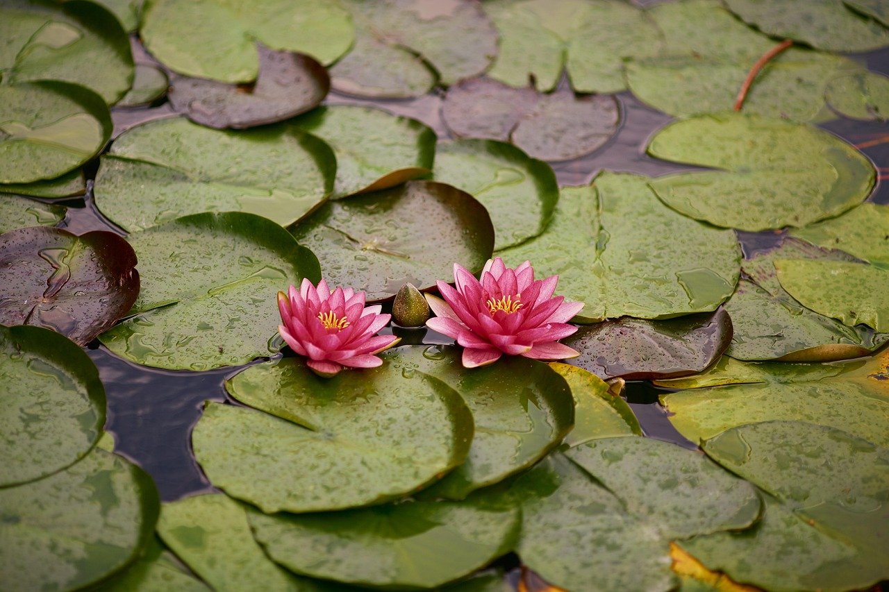 découvrez notre sélection de plantes de bassin pour embellir votre jardin aquatique et favoriser un écosystème équilibré.