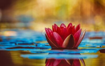 découvrez notre sélection de plantes pour bassins, idéales pour embellir et équilibrer votre étang avec beauté et naturel.