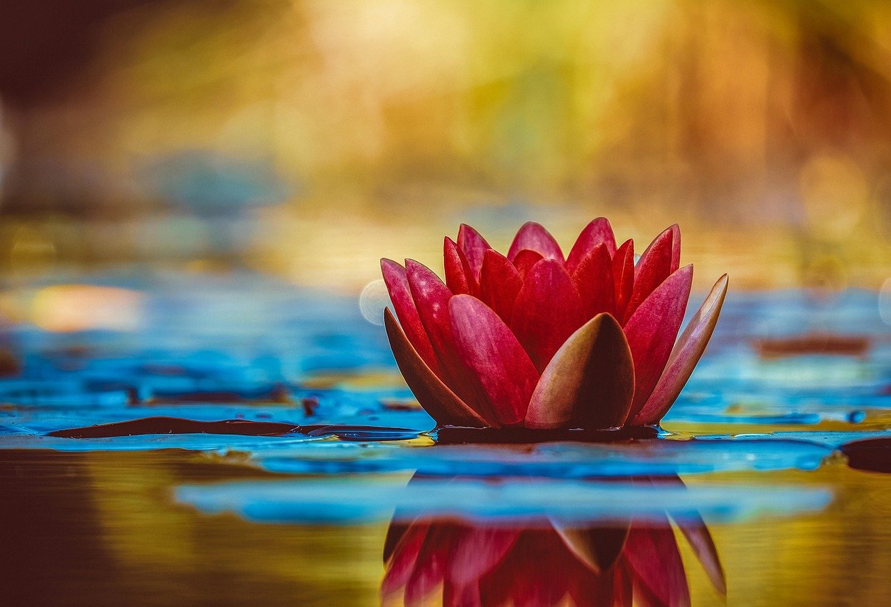 découvrez notre sélection de plantes pour bassins, idéales pour embellir et équilibrer votre étang avec beauté et naturel.