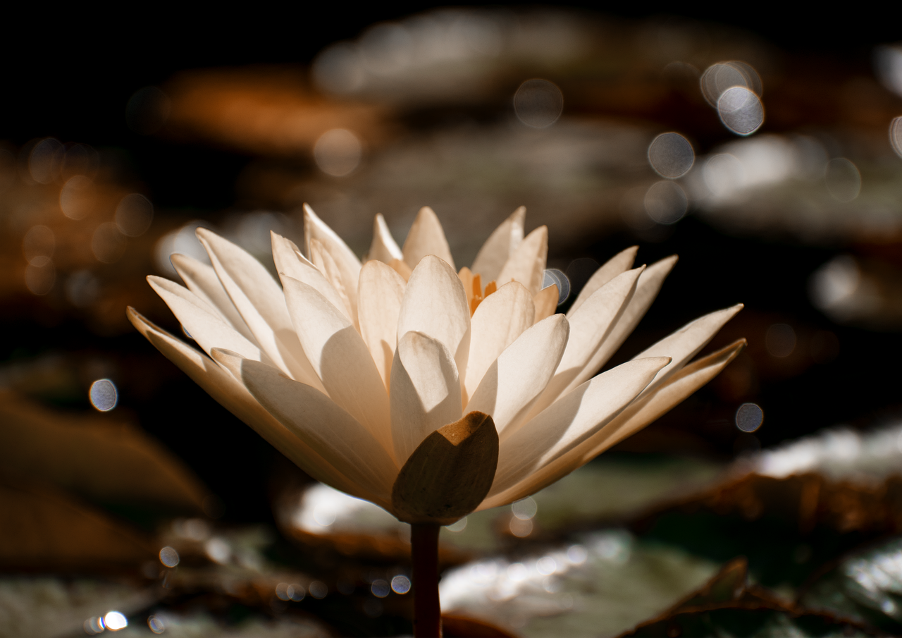 découvrez une sélection de plantes pour étang, idéales pour embellir et équilibrer votre bassin aquatique.