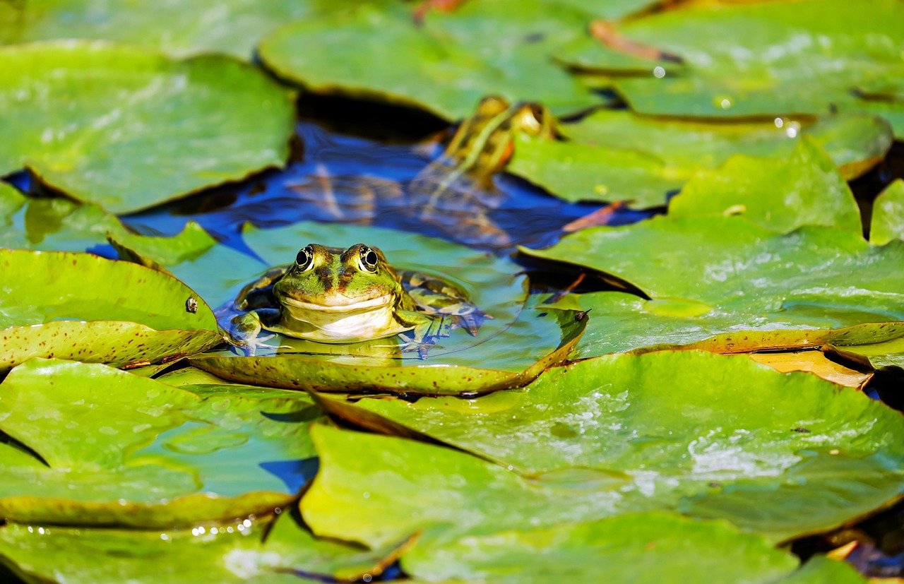améliorez la clarté de l'eau de votre étang avec nos conseils experts pour un environnement sain et esthétique.