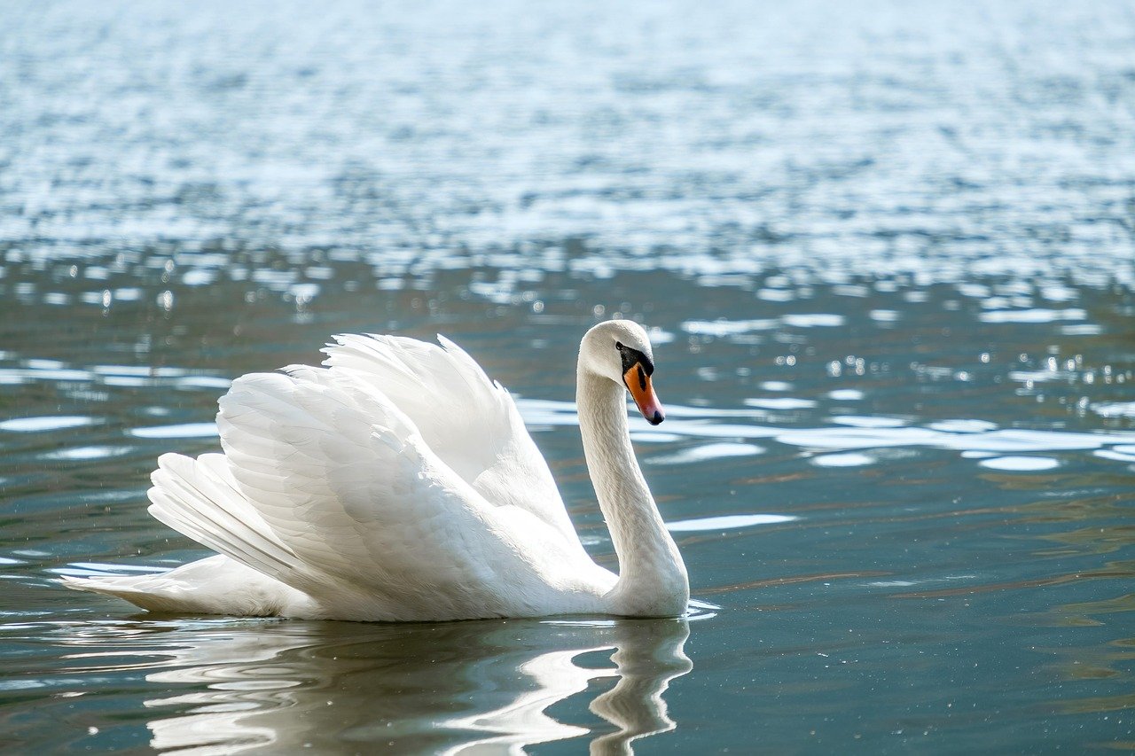 découvrez comment améliorer la clarté de l'eau de votre étang grâce à des méthodes naturelles et efficaces pour un environnement sain et esthétique.