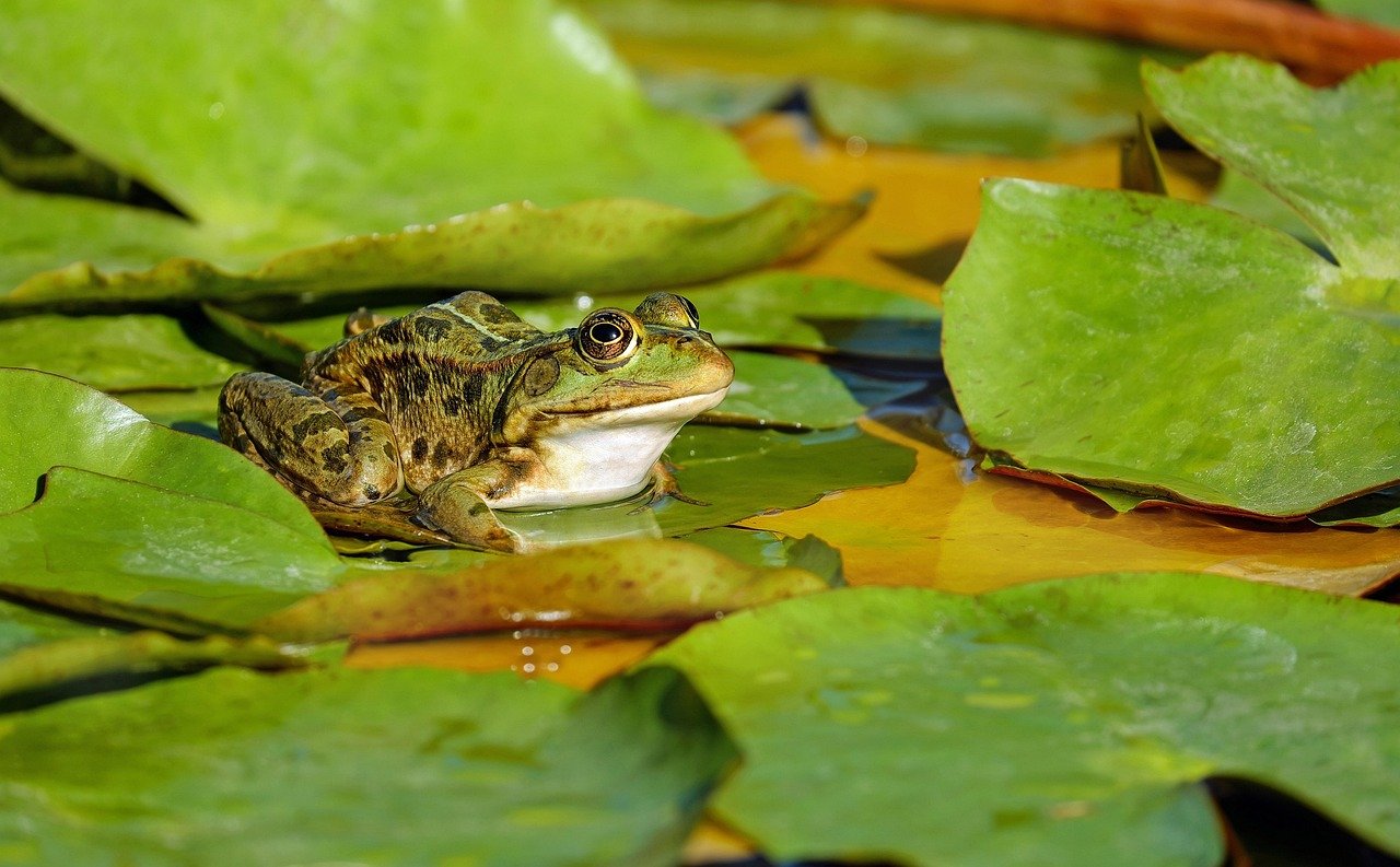 découvrez les causes et solutions pour l'eau verte dans votre étang afin de maintenir un environnement sain et équilibré.