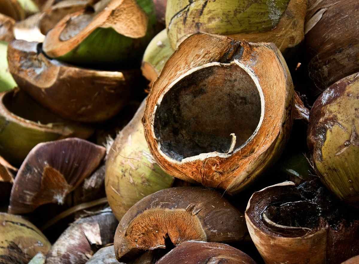 Des godets de semis remplis d'un substrat alternatif à la tourbe
