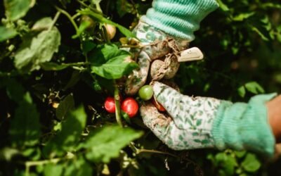 Main gantée cueillant tomates vertes et rouges sur une plante