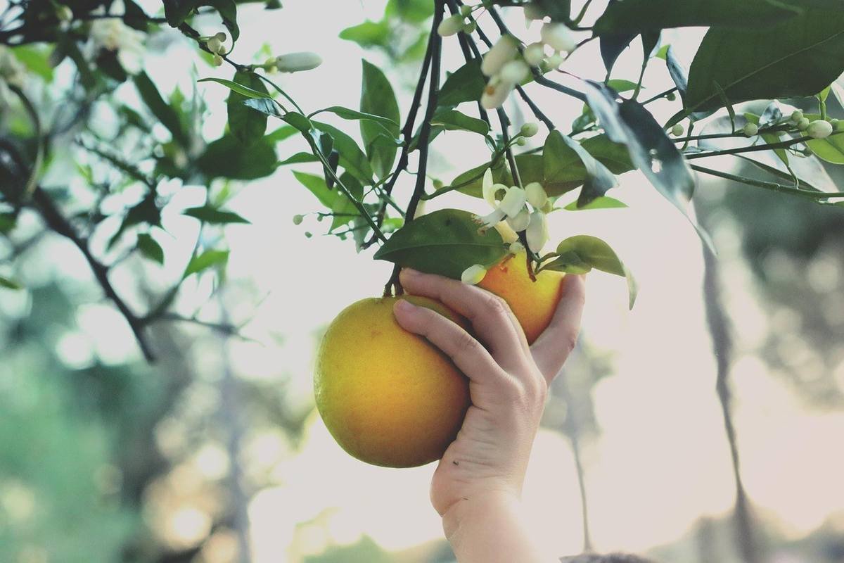 Une main cueille des oranges sous un arbre fleuri