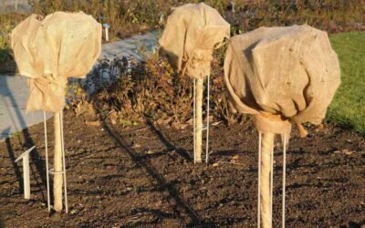 Tiges de plantes enveloppées de tissus protégées du froid