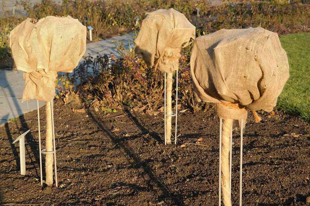 Tiges de plantes enveloppées de tissus protégées du froid
