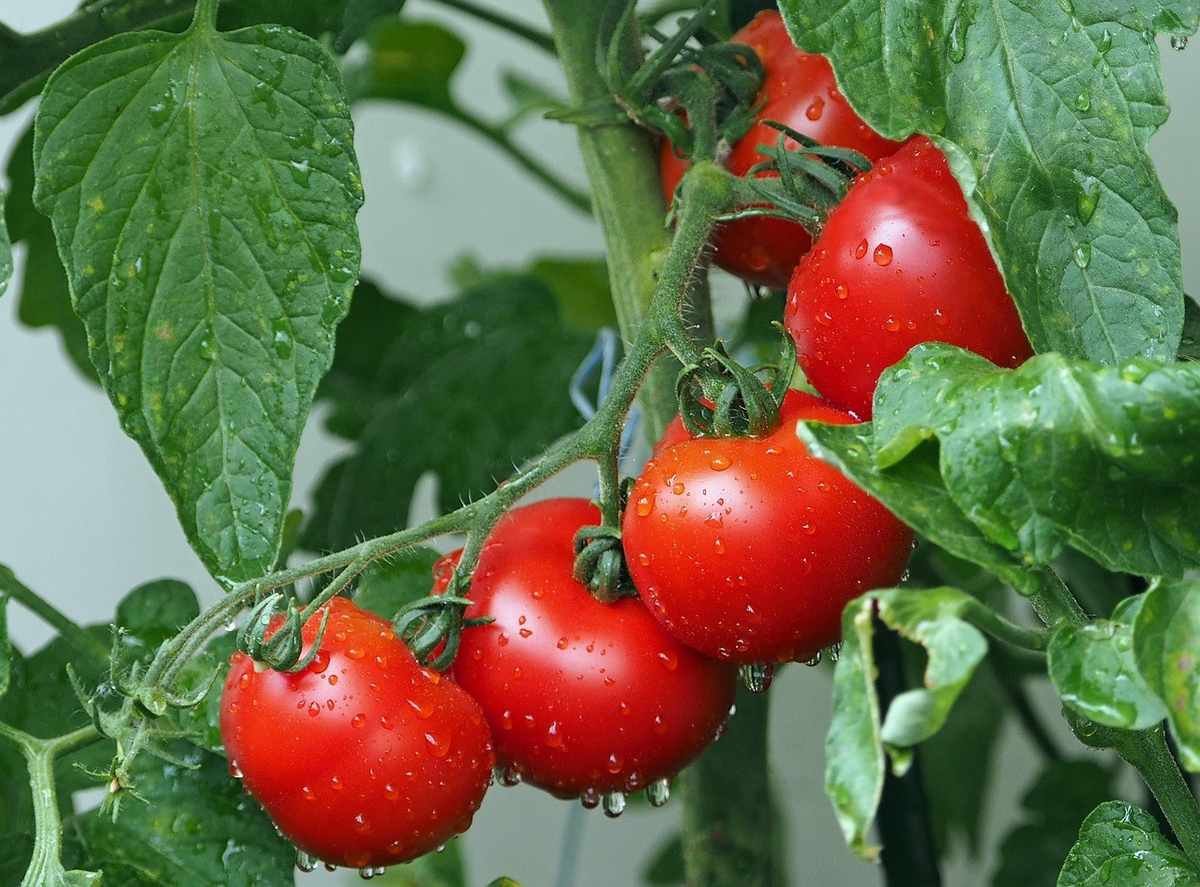 Tomates rouges sur une plante, après une arrosage, gouttes d'eau visibles