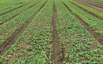 Des rangées de jeunes légumes verts poussent en lignes régulières sur le sol