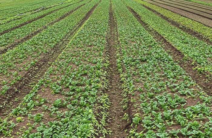 Des rangées de jeunes légumes verts poussent en lignes régulières sur le sol
