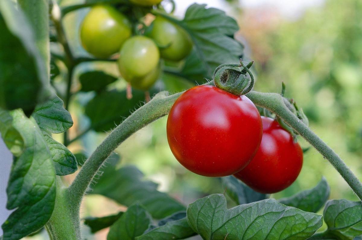 Tomates sur une tige, certaines vertes, d'autres rouges, avec feuilles et tiges