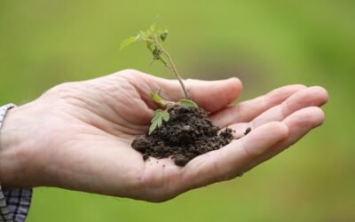 Une main ouverte soutient un petit plant dans la terre