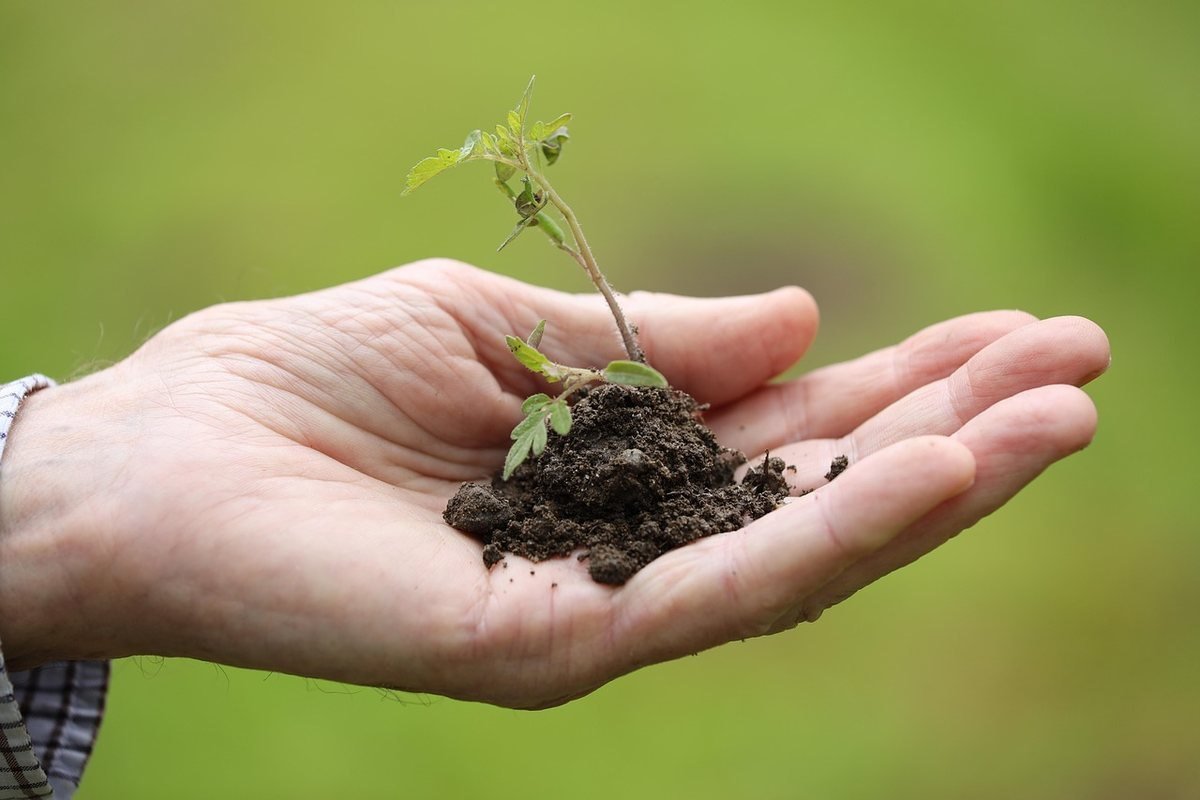 Une main ouverte soutient un petit plant dans la terre